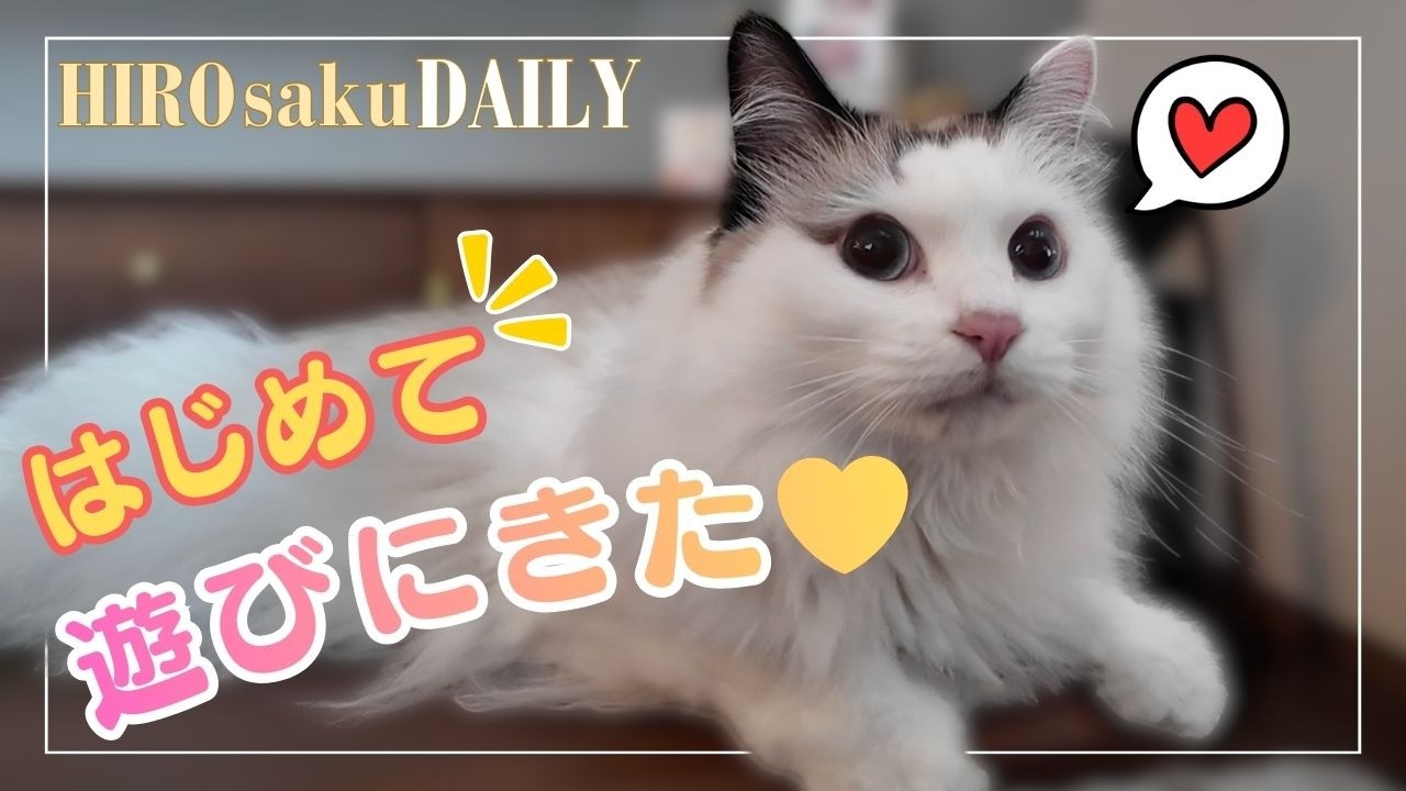 【美猫】すーちゃん、初めて我が家に遊びにきた日❤︎