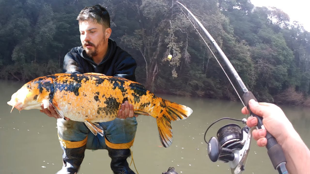 VIAJEI ATÉ O SUL DO PAÍS PARA PESCAR CARPA NO RIO !!