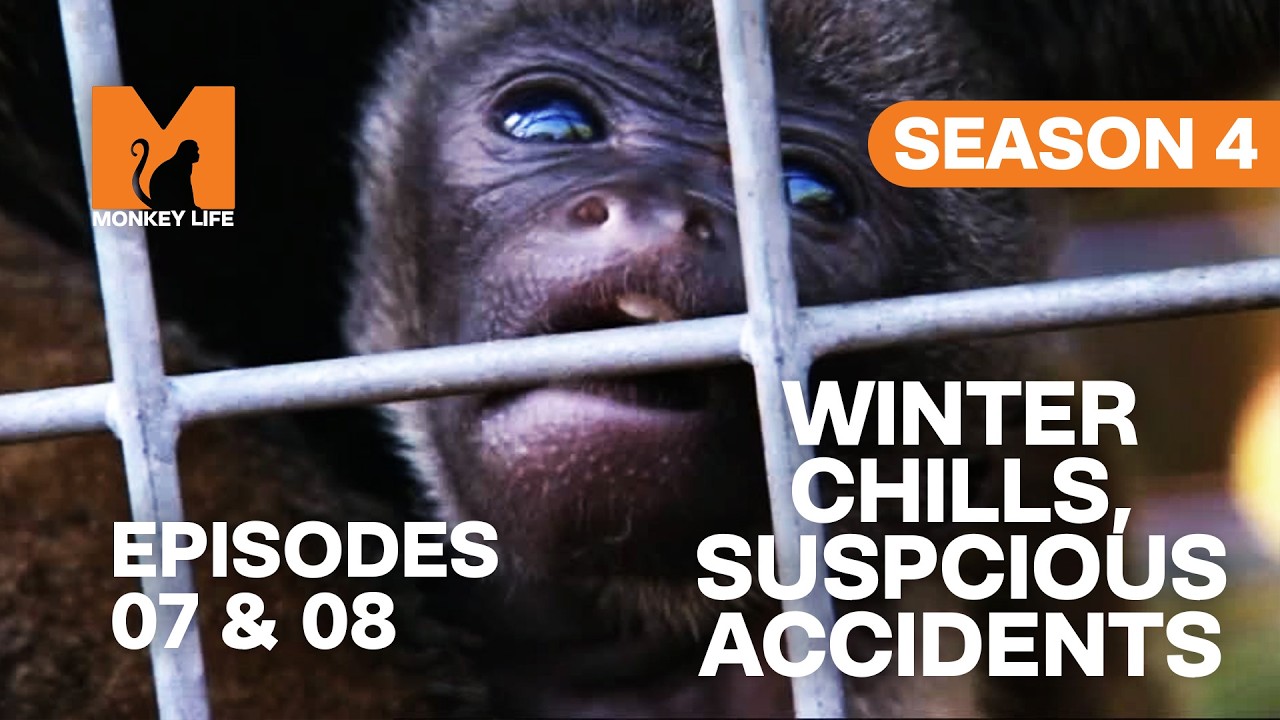 Winter Pressures Reveal the Troop&rsquo;s Struggles | Monkey Life Season 4 Episodes 7 & 8 | Monkey Life