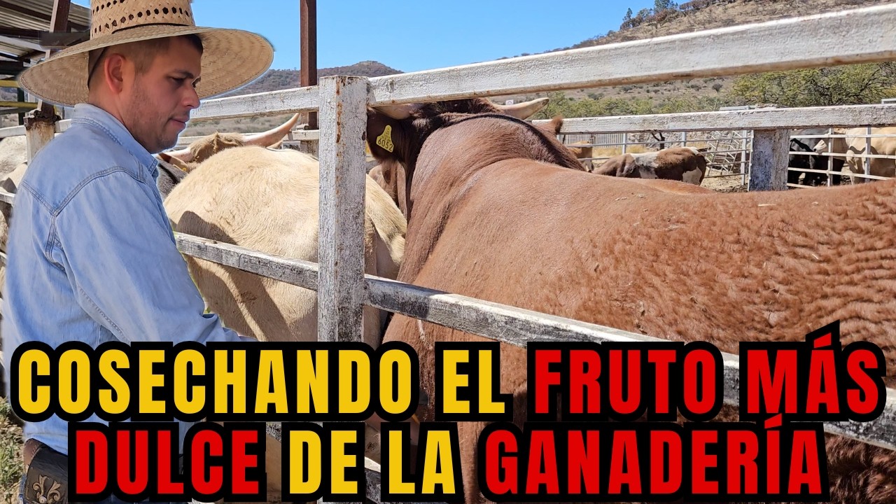 COSECHANDO el FRUTO MAS DULCE de la GANADERIA | GANA DINERO con la ENGORDA | RancheandoAndo