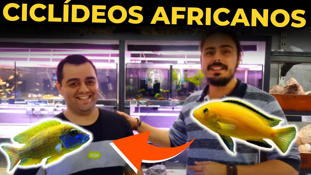 🔴TUDO SOBRE CICLÍDEOS AFRICANOS PARA INICIANTES COM @MONSTERAQUABRASIL  |Mr. Betta|