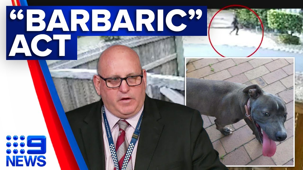 Four in hospital and dog killed in Brisbane attempted robbery | 9 News Australia