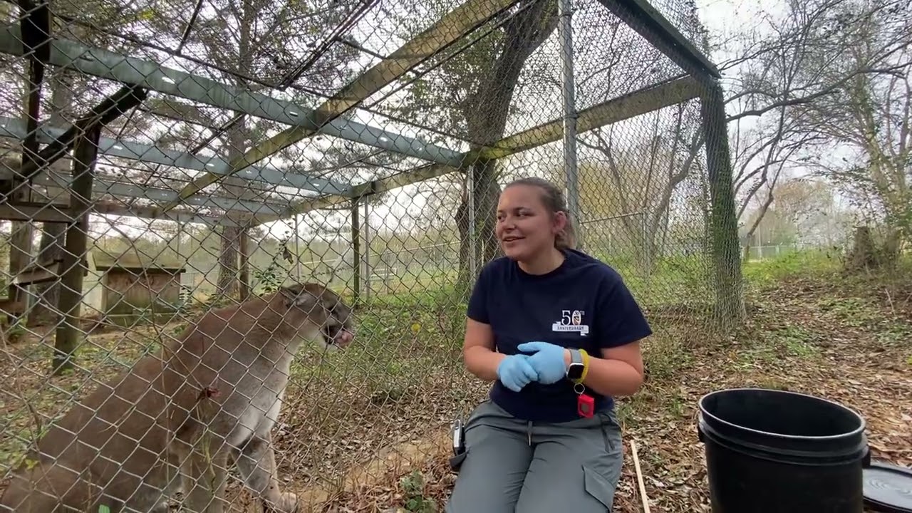 Operant Conditioning with a Cougar!