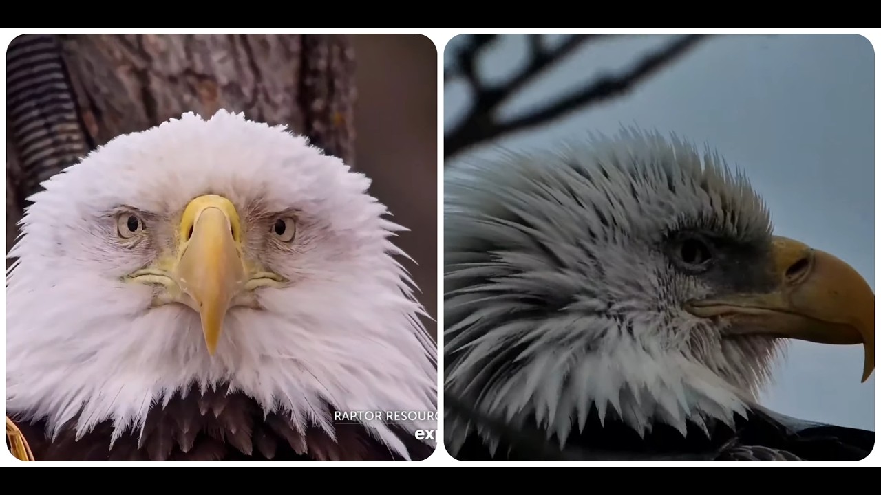 Beautiful DNF and UM evening visit 17.03.2026 Explore Live Nature Cams Decorah Eagles - North Nest