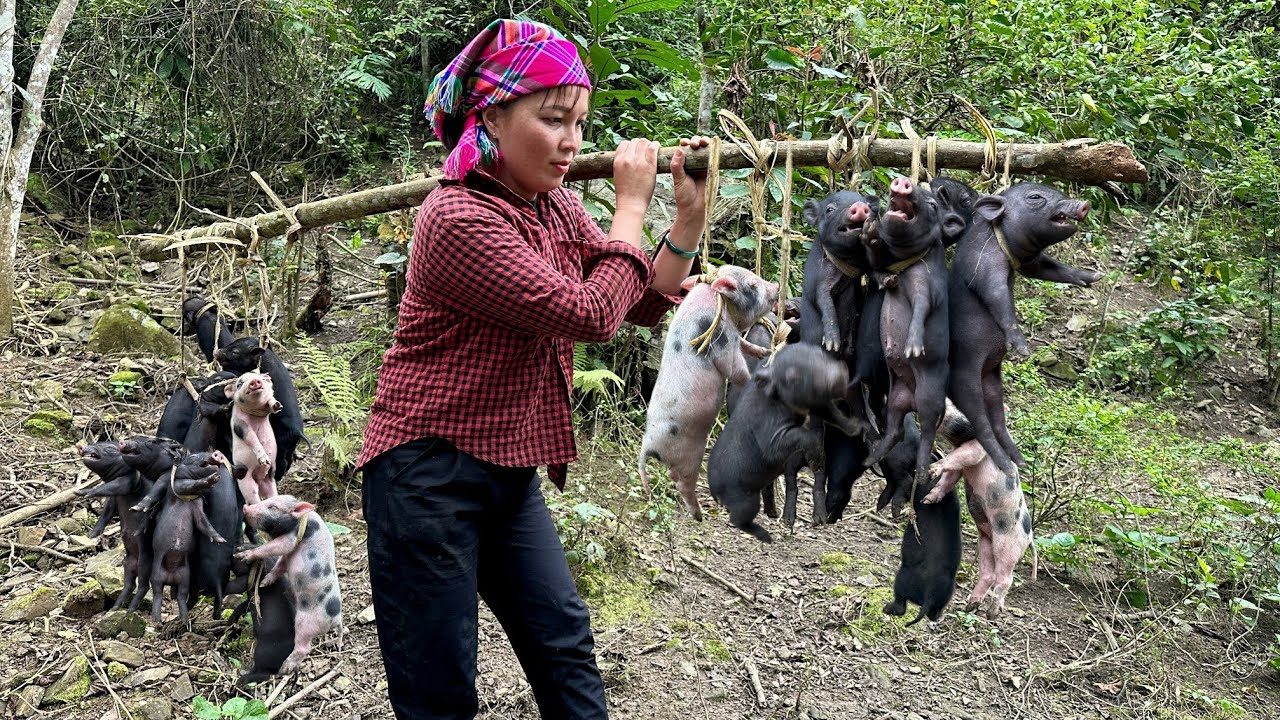 Carry the pigs home, harvesting medicinal plants in the forest | Farm Life 