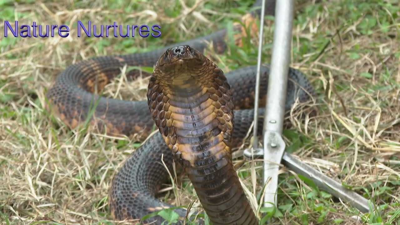 Egyptian Cobra. Museum of Kenya, Nairobi