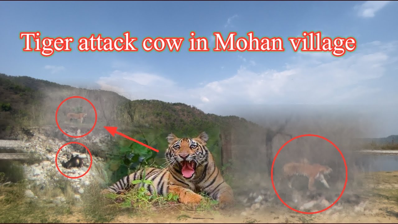 Tiger attack cow 🐄 in Mohan village #tiger Video #sunderkhal Village #tiger attack cow #wildlife