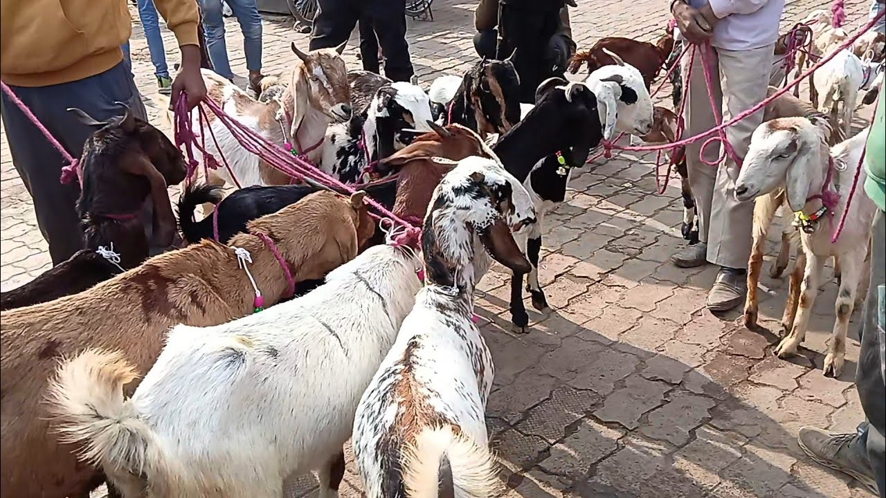  Farhan vlog ger 👈 Kanpur ki sabse sasti Bakra Mandi 😱 #kanpur #viralvideos #bakr #bakra 