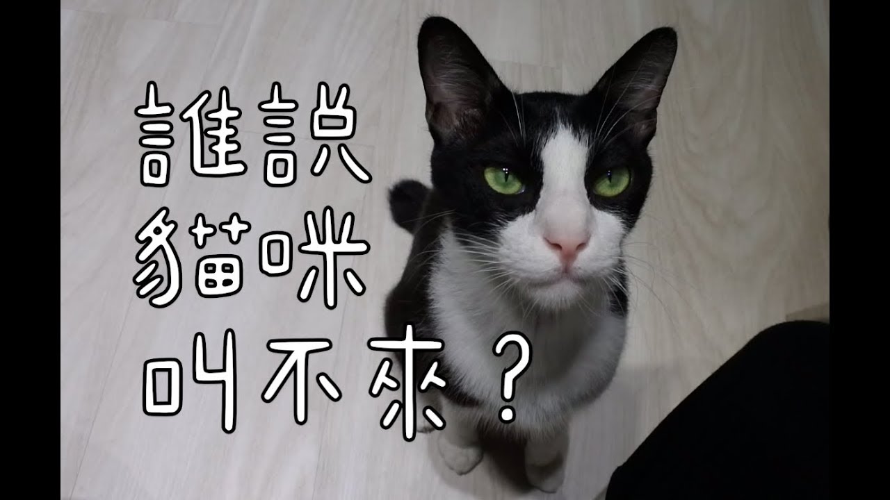 誰說貓咪叫不來？一個非常簡單的喚回訓練
