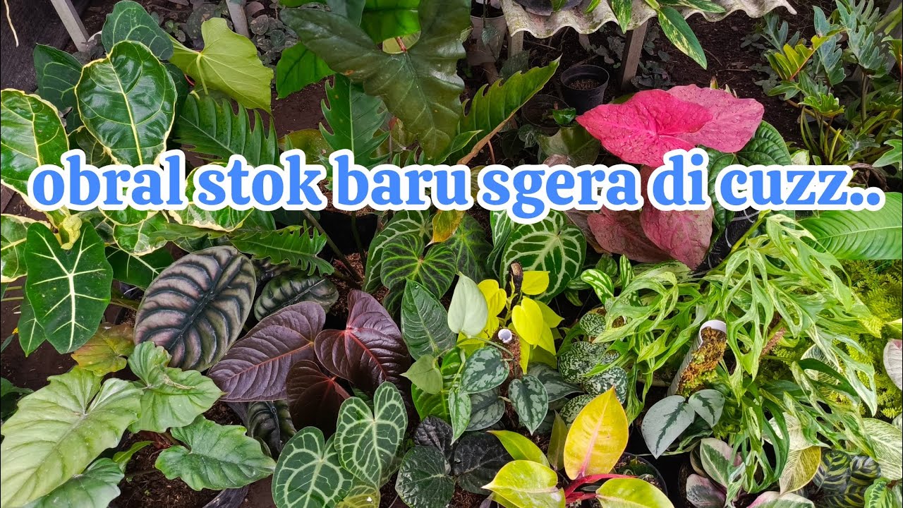 ready stok tanaman glowing harga miring😍