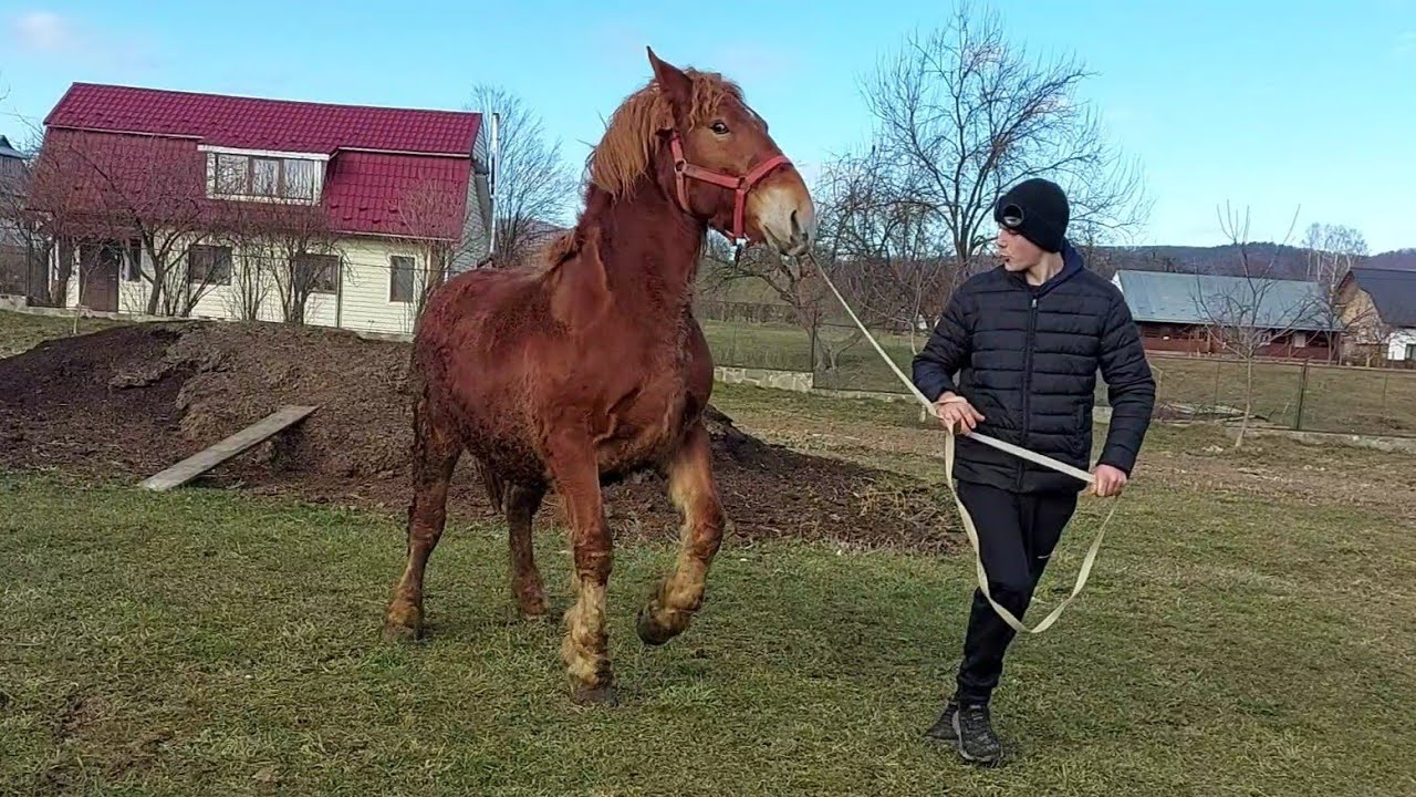 🖥🎥Можливий продаж гарної кобили🌺 і дітей Барона💪онуків Обами💣