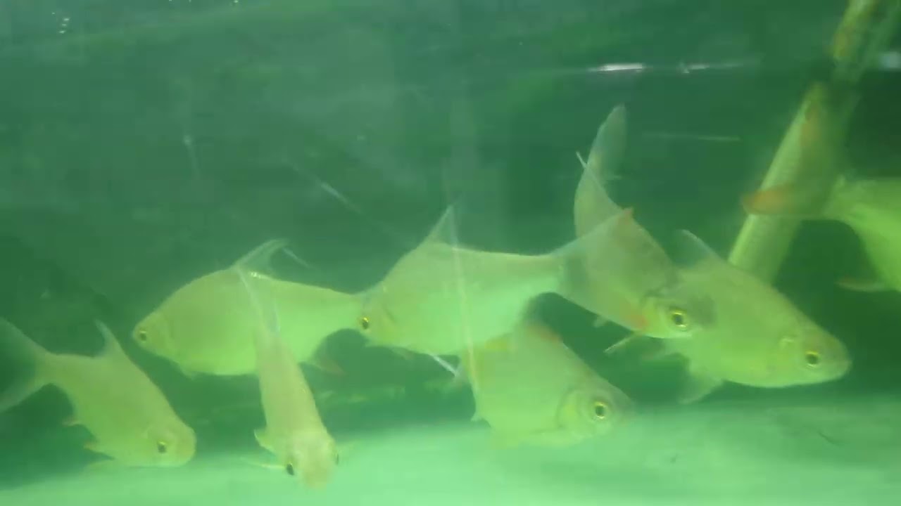 Best aquarium fish shop in bihar #asfishstore #birds #fish #cat #turtle #pets #animals #9122850139