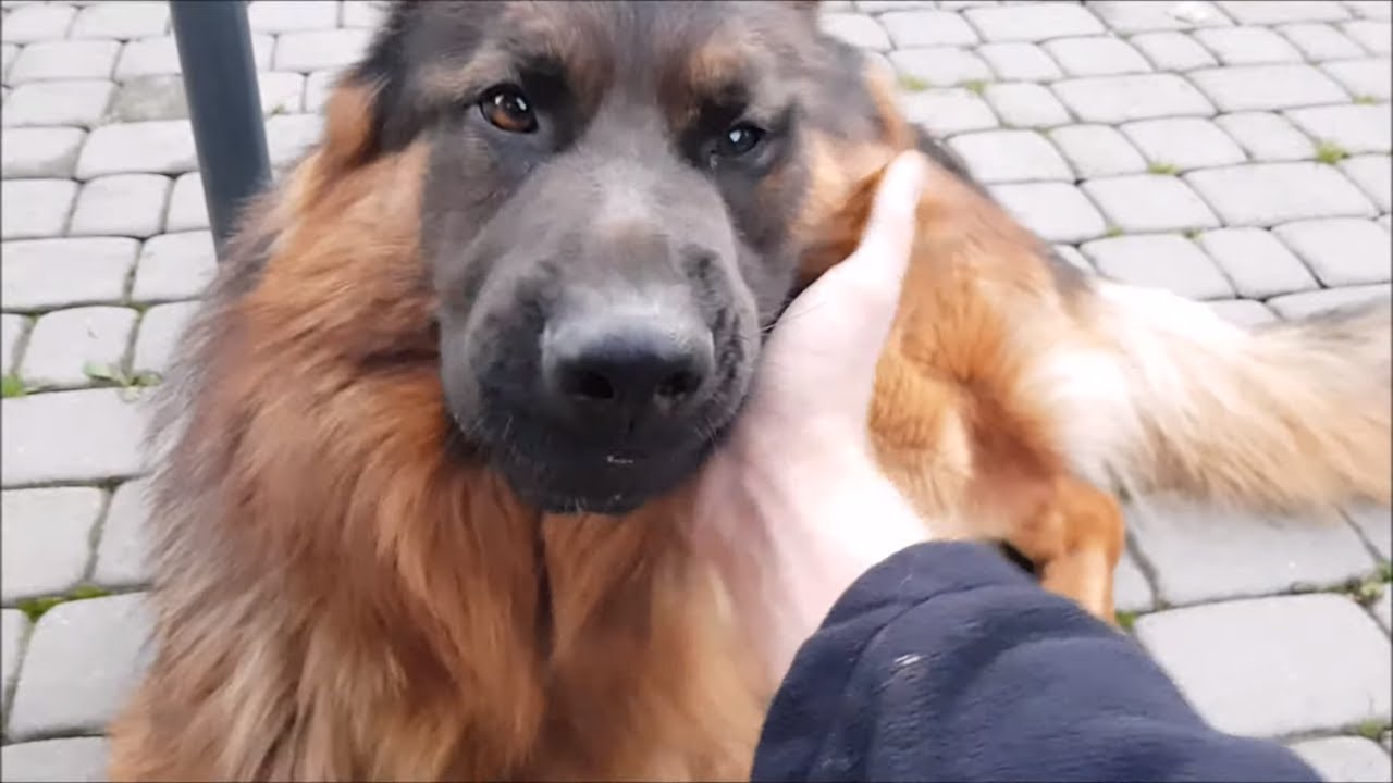 My German Shepherd demands petting/Mój Owczarek Niemiecki domaga się głaskania