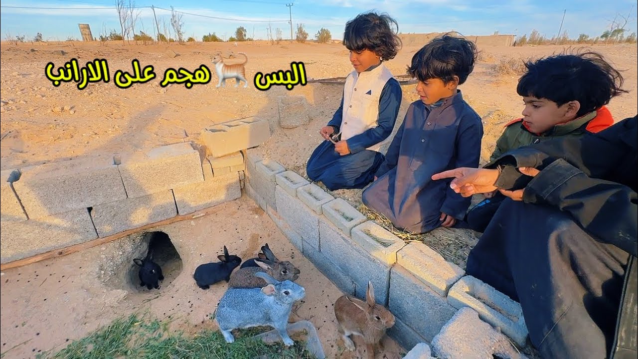شوفو البسه 🐈 تحاول تصيد من الارانب🐇