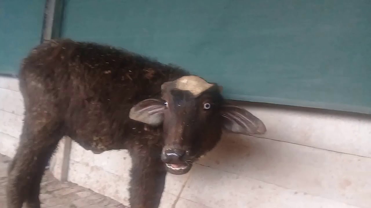 Beautiful Buffalo Calf Sound | Buffalo Baby sound....