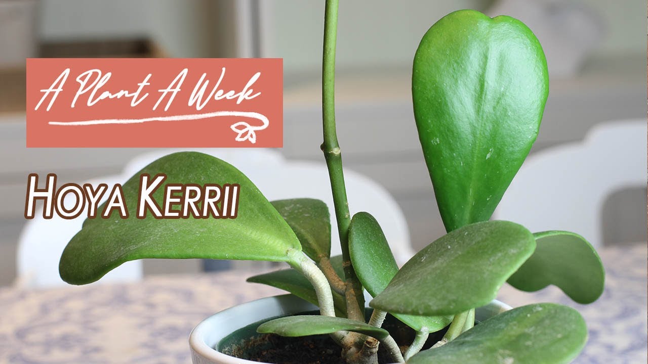 Hoya Kerrii Care | A Plant A Week