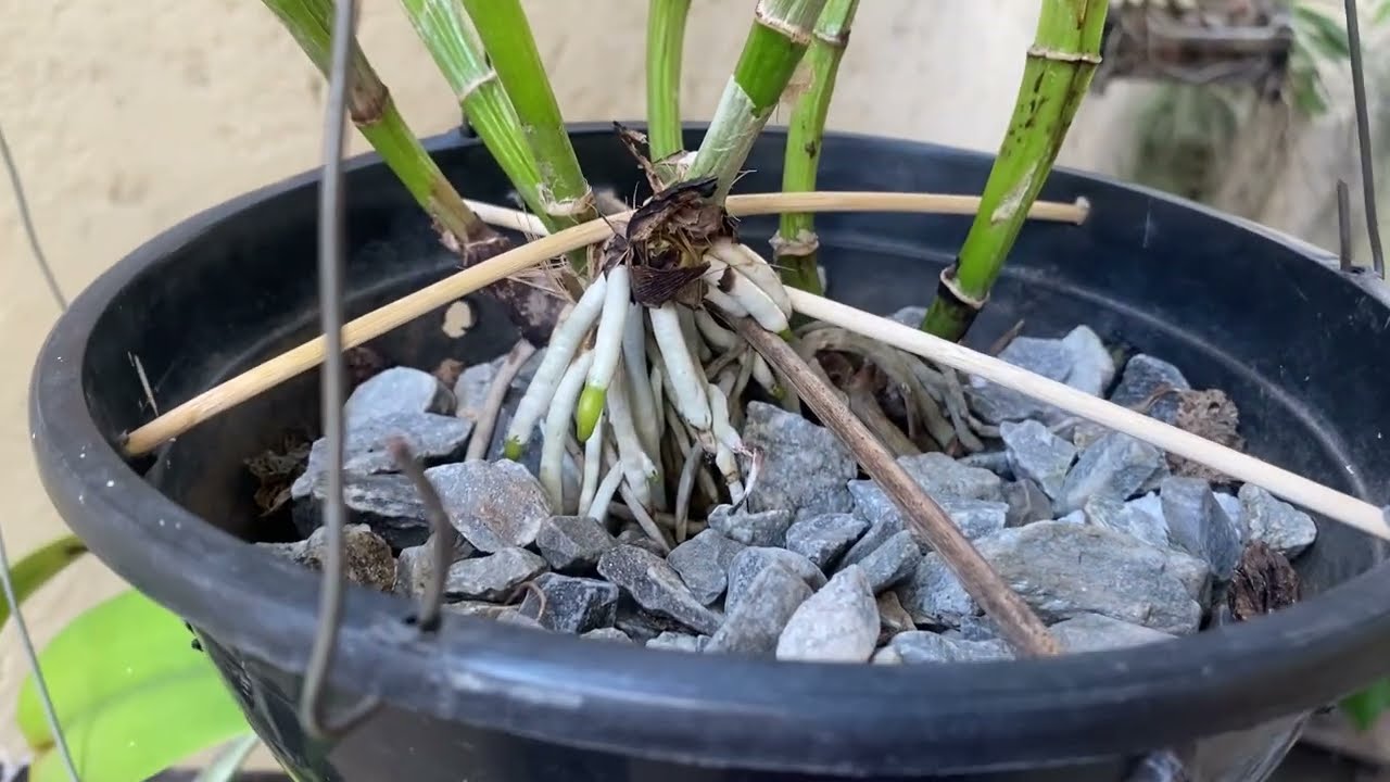 Replantando tudo por aqui…