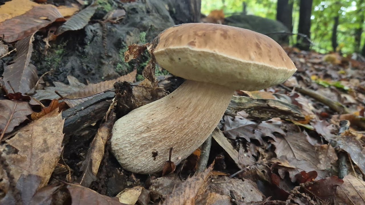 PORCINI 2024 CONTROLLO FUNGAIE NEL CASTAGNO...BUTTATA EPICA!!!