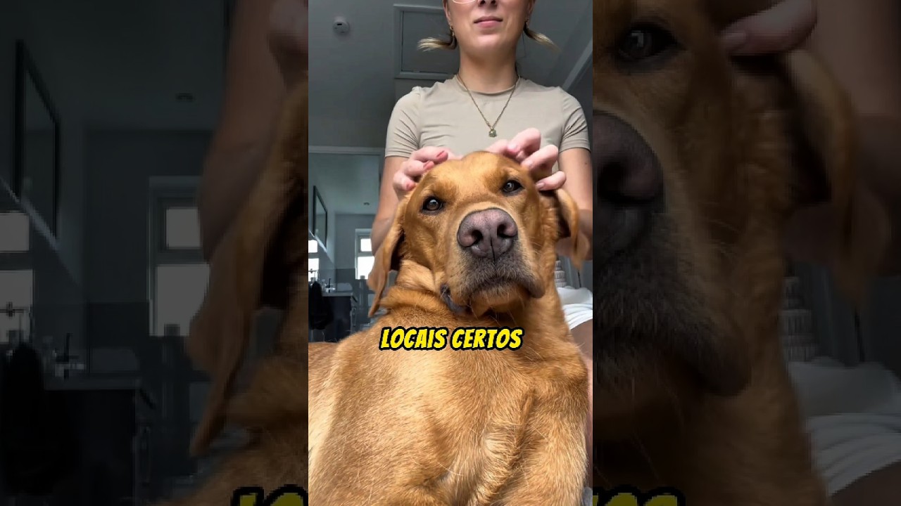 Onde fazer CARINHO nos cachorros?