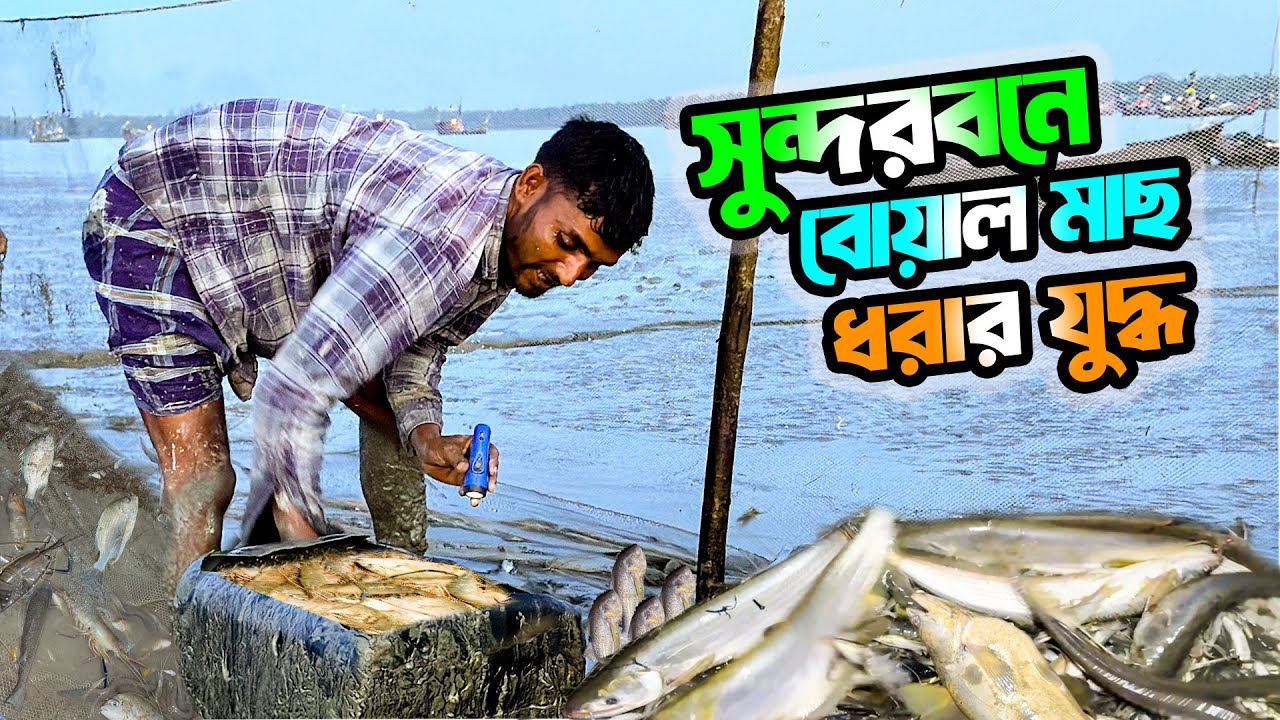 Night-time battle to catch boal in the Sundarbans | Net Fishing Adventure | Adventure BD