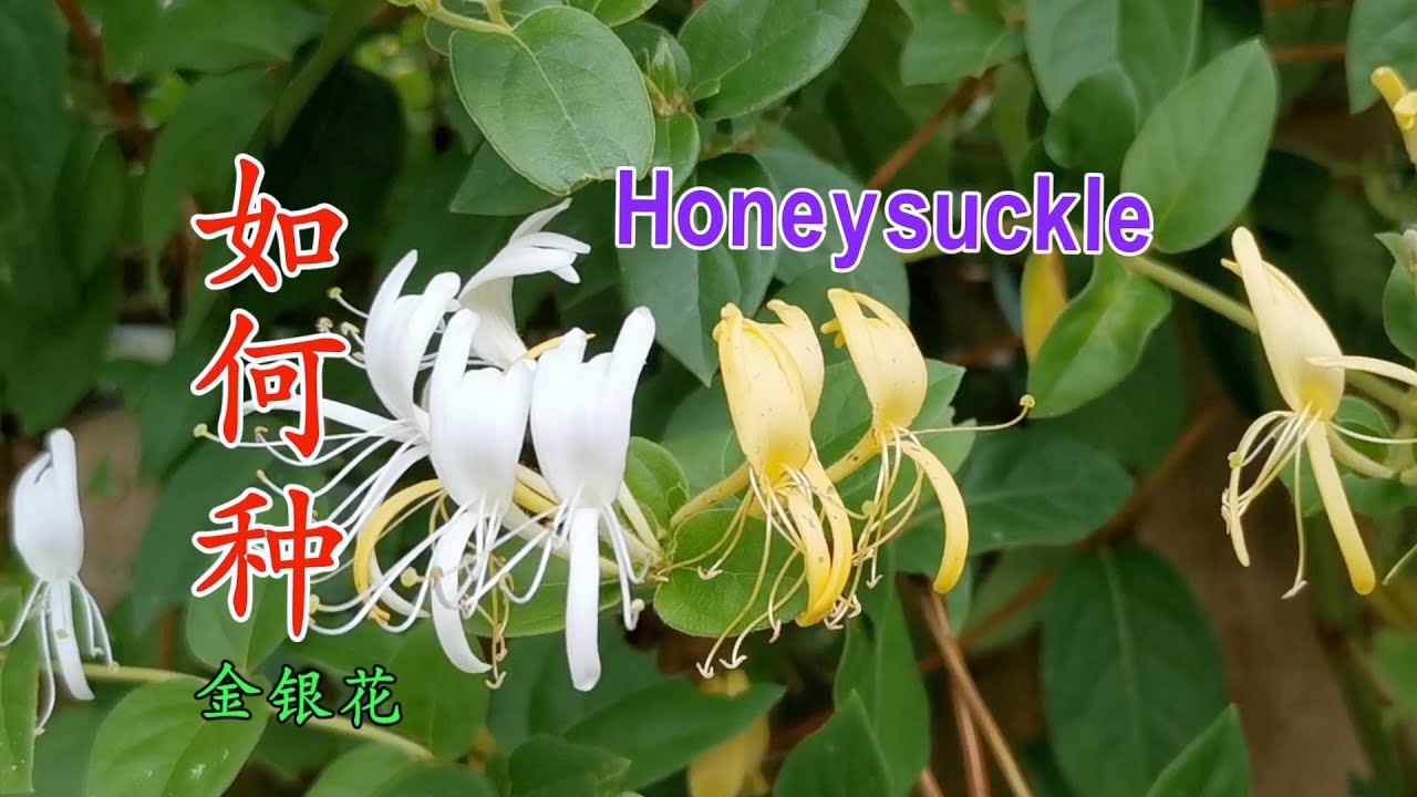 满院飘香的金银花种植方法 三个品种的金银花各有特色 I grow honeysuckle