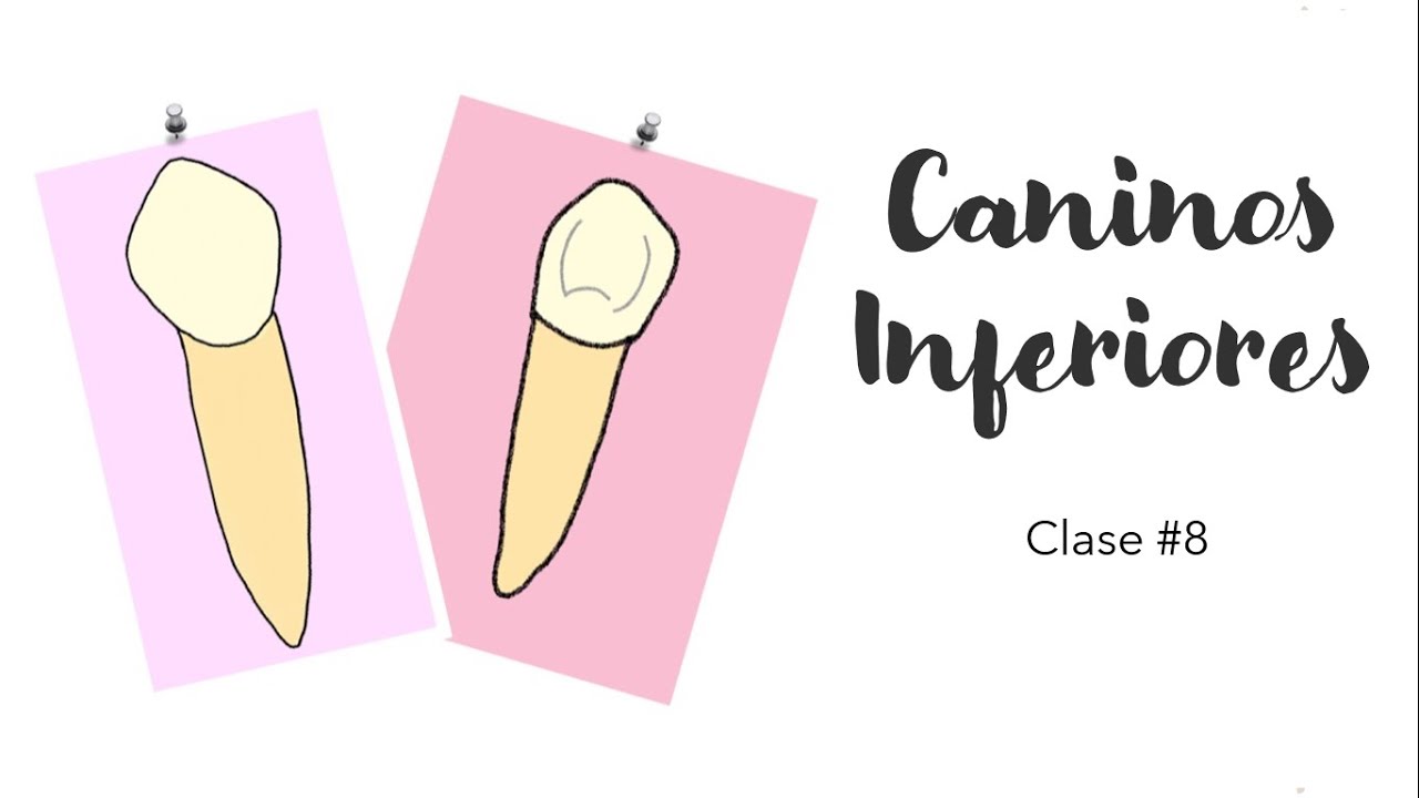 CANINOS INFERIORES | ANATOMÍA DENTAL