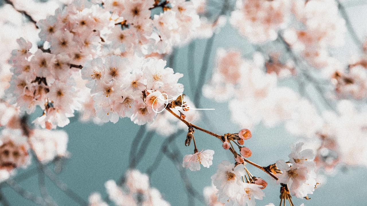 Cherry Blossom Ambience｜Soft Spring Scenery with Acoustic Guitar