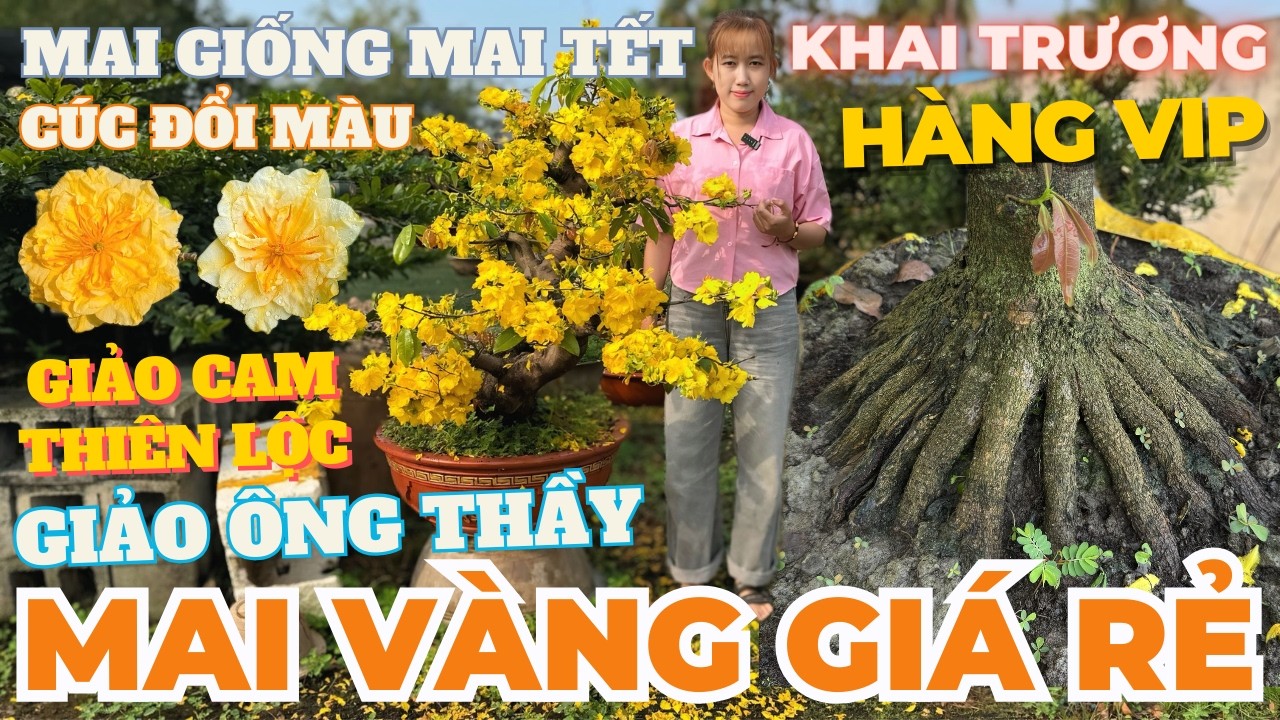 22-02 CHỊ NHI Giao Lưu Mai Vàng Giá Rẻ, Giảo Ông Thầy, Giảo Cam Thiên Lộc, Đế Nôm… • THÀNH TRỌNG LÊ