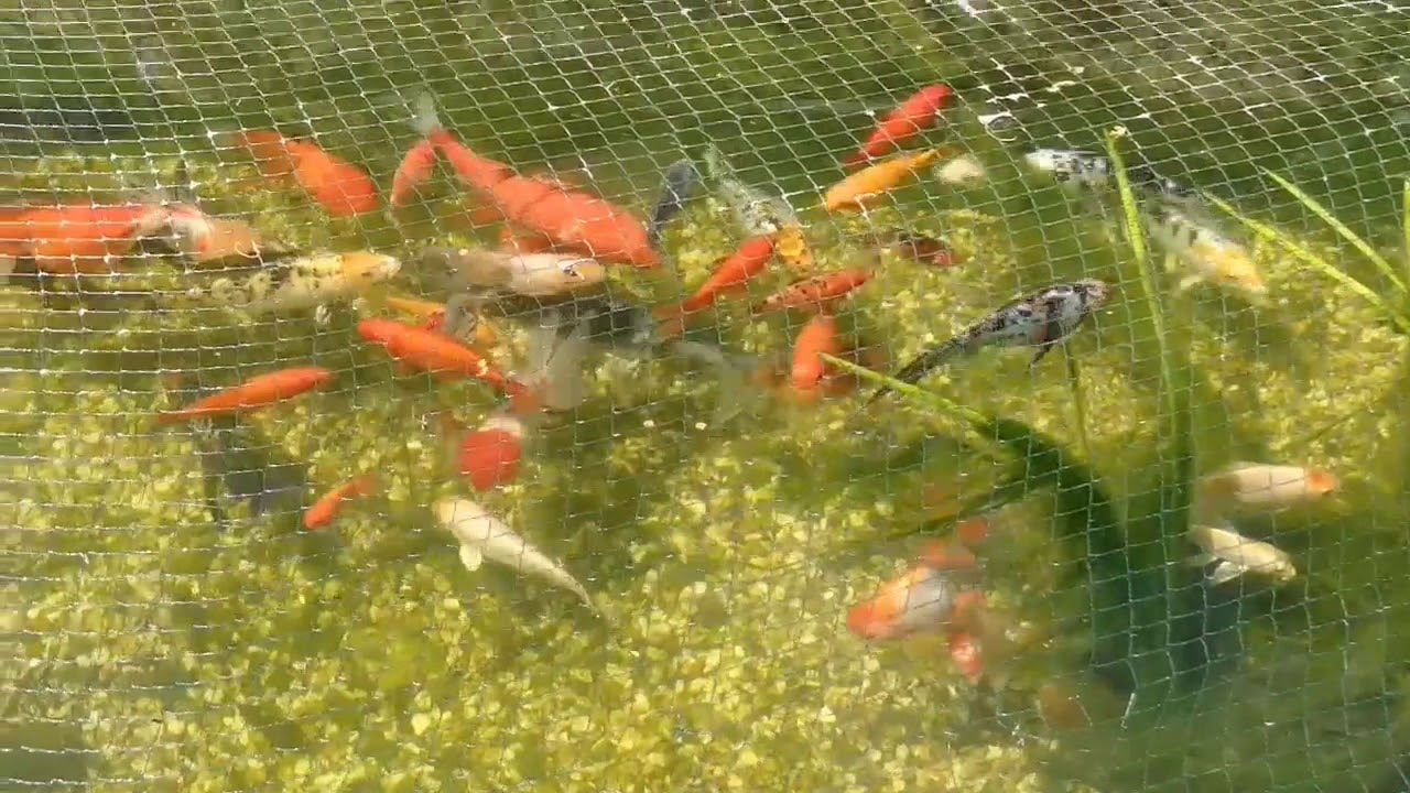 Adding Fancy Goldfish To Koi Pond