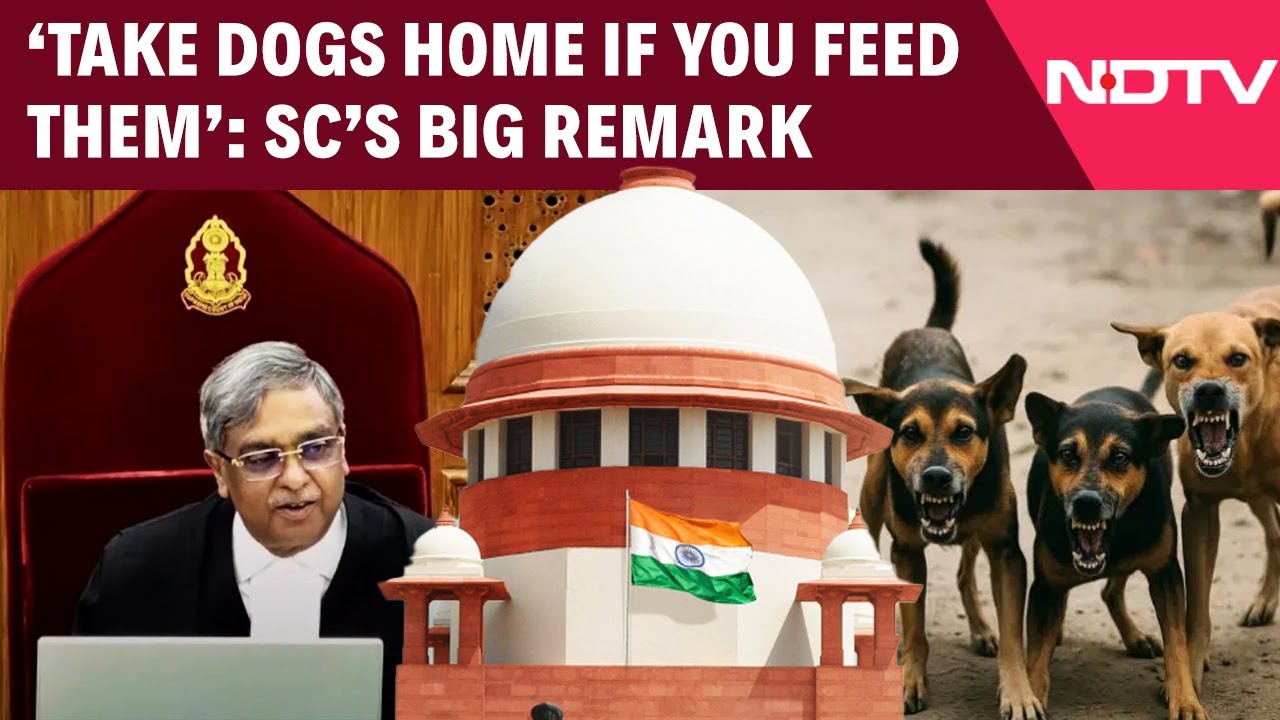 Supreme Court News | SC's Big Remark: 'Take Dogs Home If You Feed Them'