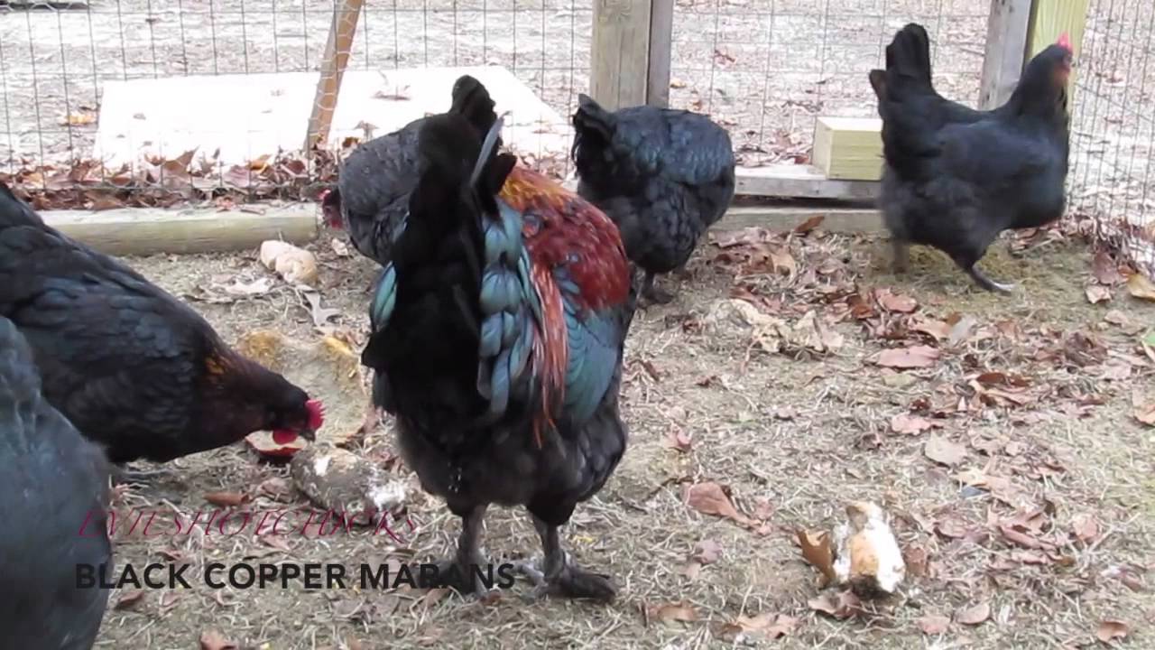 Black Copper Marans