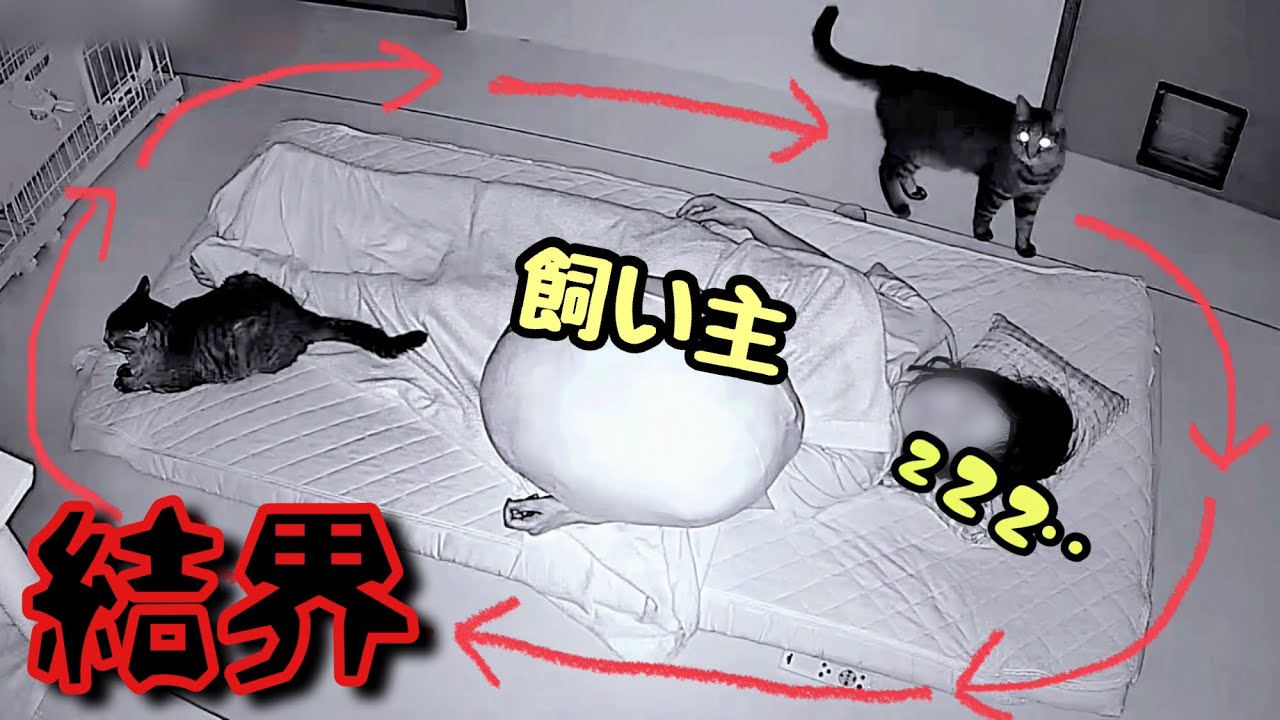  【衝撃】深夜､飼い主が寝た後&hellip;猫の行動に思わず感動&hellip;