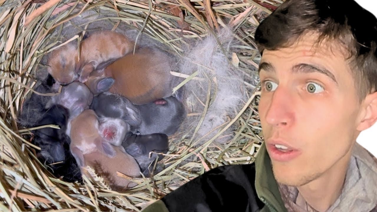 Un día en la Granja de Conejos Mini lop! Hay muchas crias😍🐰
