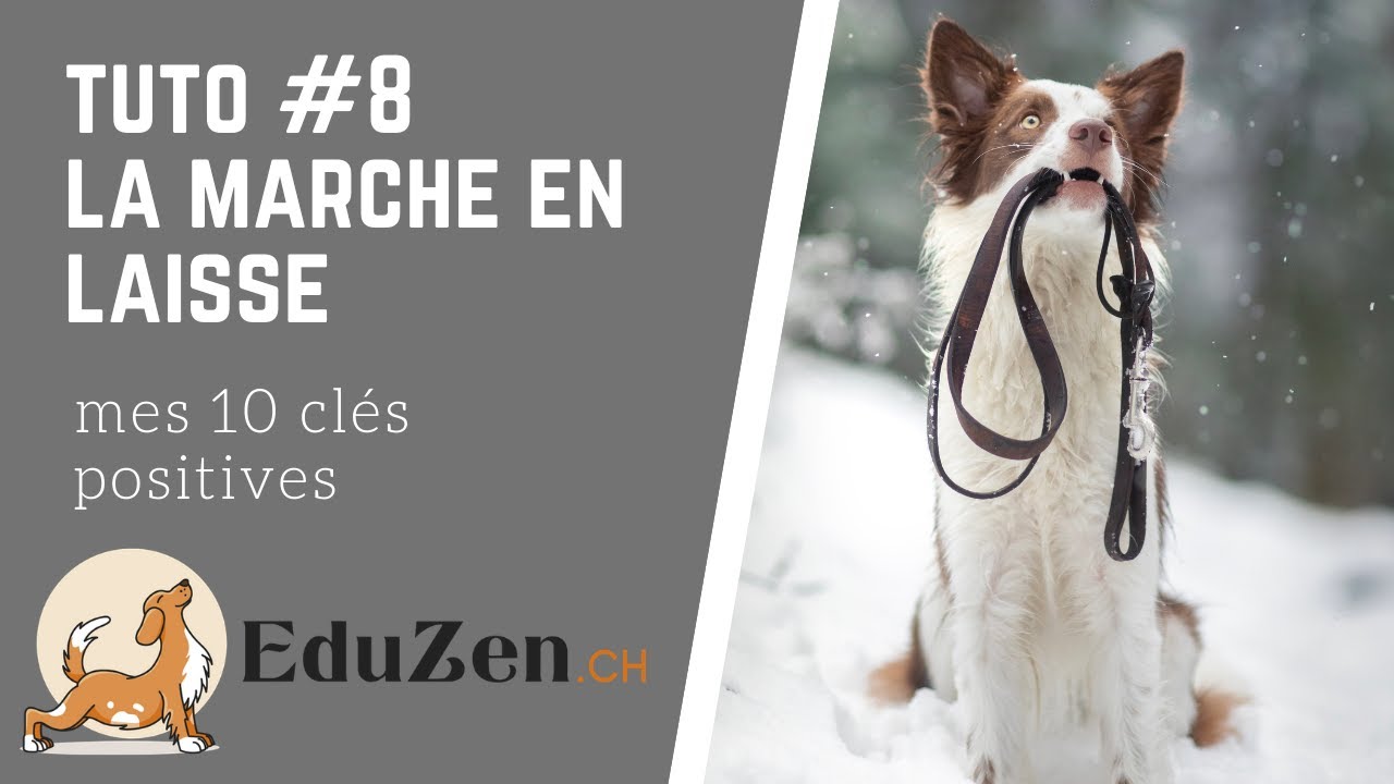 Les 10 clés 🗝 de la marche en laisse positive