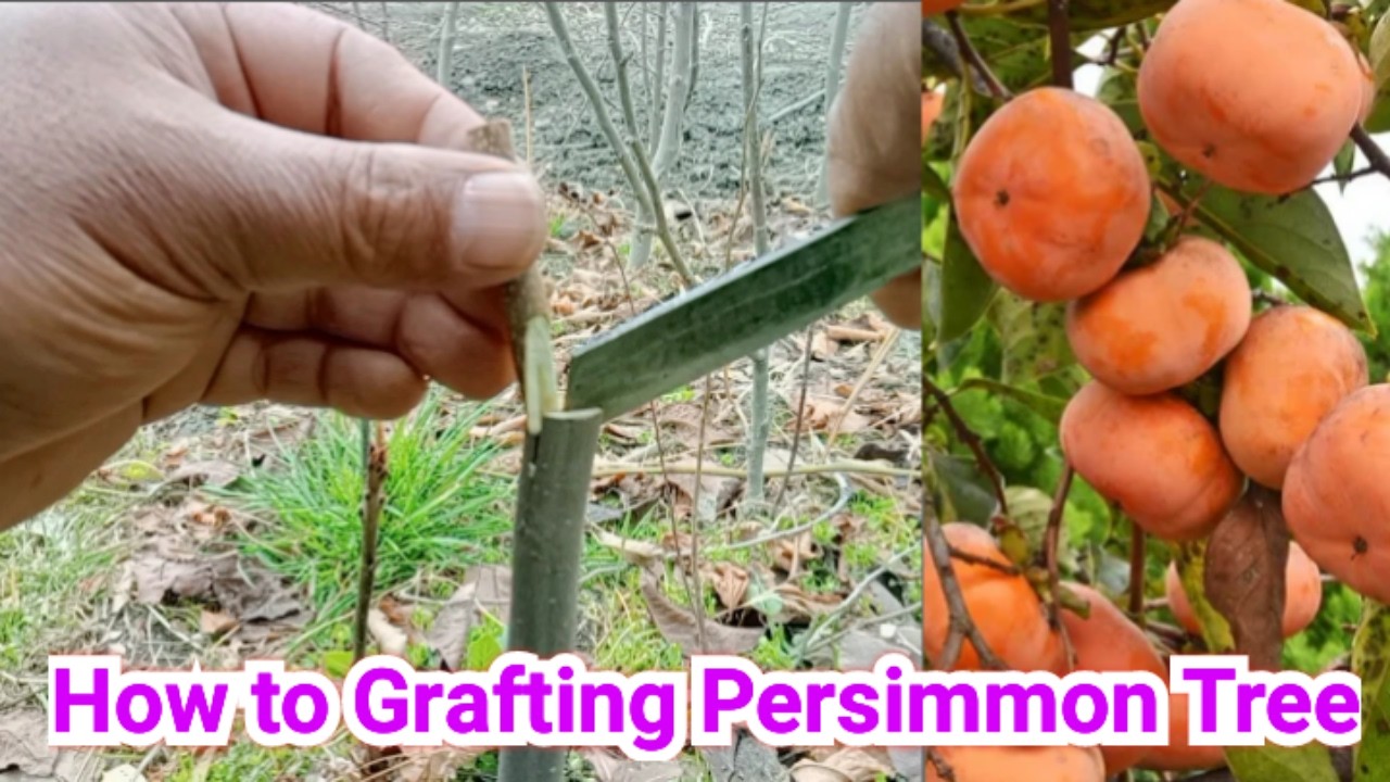 Grafting Fruit Trees / Cleft Grafting Persimmon Trees / Best Grafting Method during Early Spring