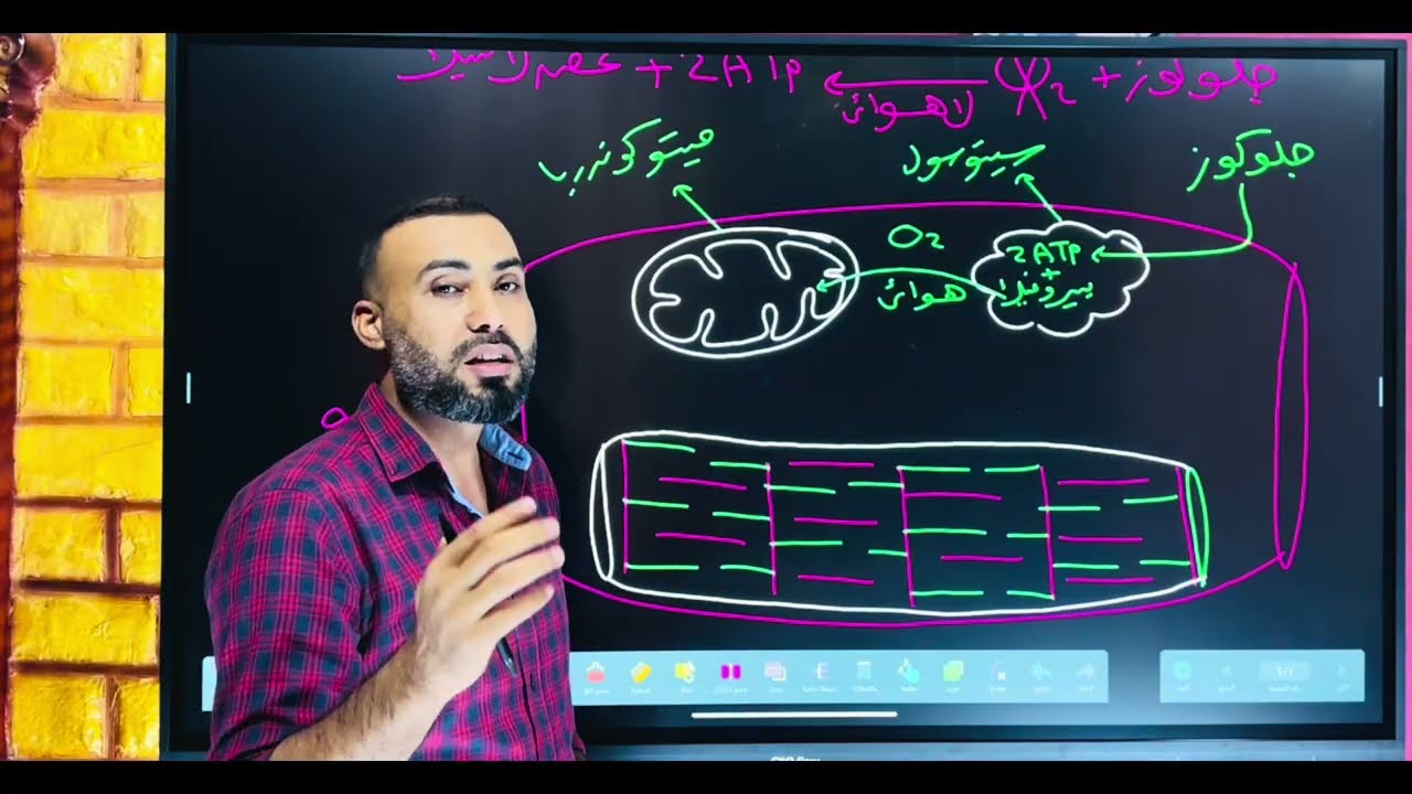 الاجهاد العضلي والشد العضلي/ المستر محمد السبكي 
