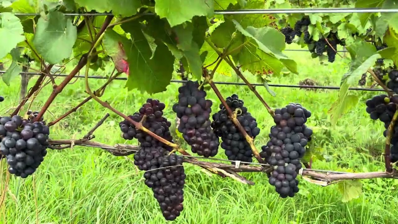 Looks grapes turn to red now, almost picking season 