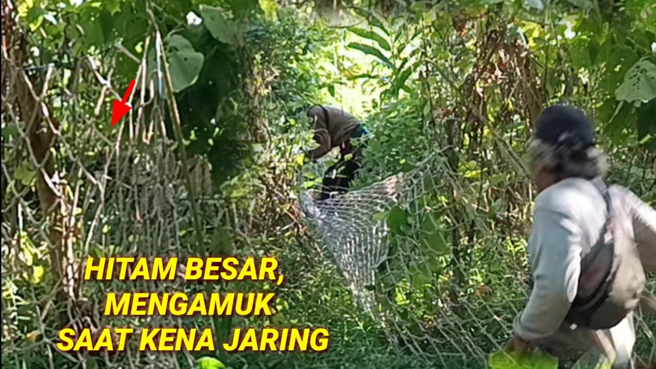 BERBURU BABI PAKAI JARING//BABI BESAR MENGAMUK SAAT KENA JARING...@yansuar93porbi