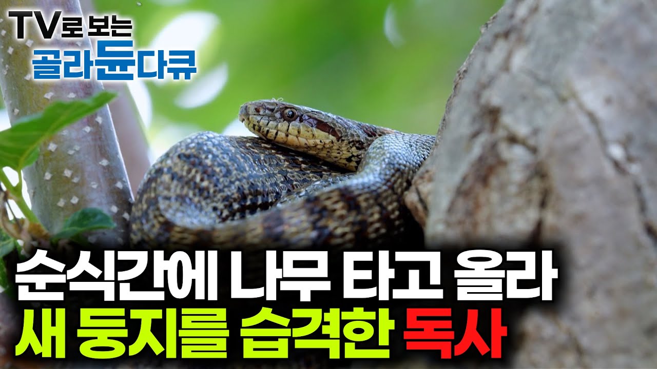 뱀에게 습격받은 둥지의 결말. 새끼를 목숨 걸고 지키는 어미새의 모습｜새둥지를 24시간 관찰해봤더니｜다큐프라임｜#골라듄다큐
