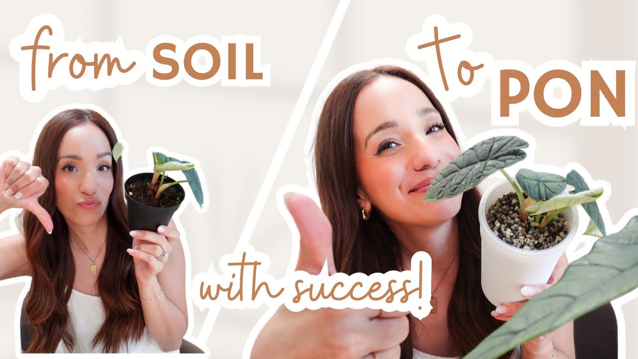 how to transfer from soil to pon successfully✨| repotting 2 alocasia in pon