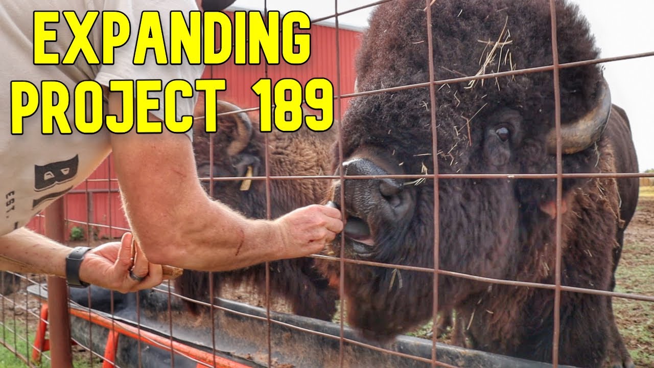 We're Building A Bison Ranch!