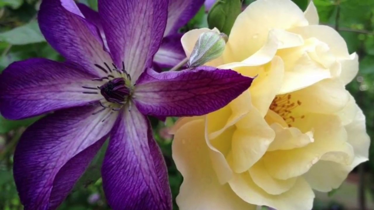Queen of Vines-Clematis Vines Growing in my Garden//The Graceful Gardener