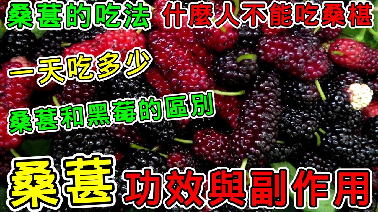 桑葚的功效與作用，桑葚的禁忌和副作用，桑葚不能和什麼一起吃？桑葚的吃法，桑葚可以每天吃嗎？桑葚一天可以吃多少？什麼人不能吃桑椹？桑葚和黑莓的區別？#健康 #養生 #科普 #涨知识 #知識 #桑葚