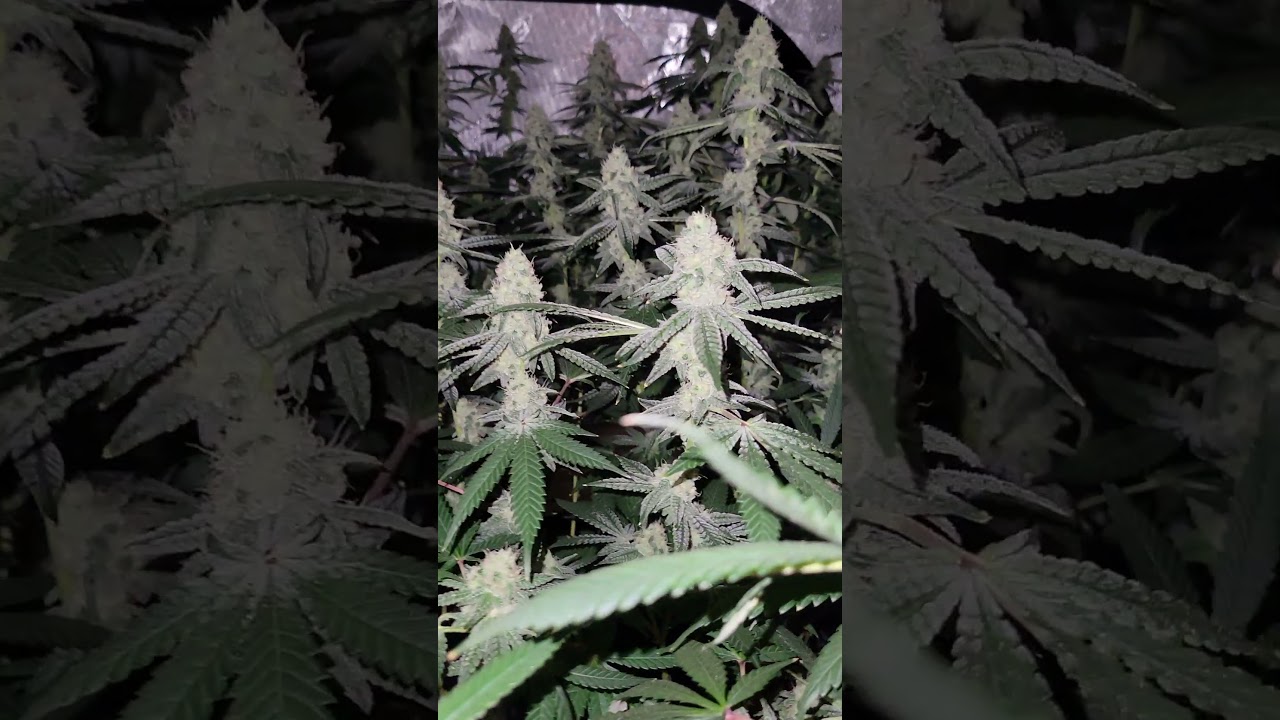BLUEBERRY MUFFINS - Humboldt Seed Company - Week 6 Flower