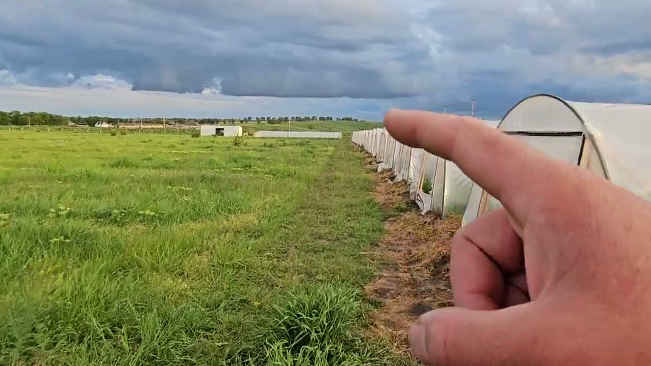 Клубничничный сезон 2024! Цена на ягоду!!Её нет!