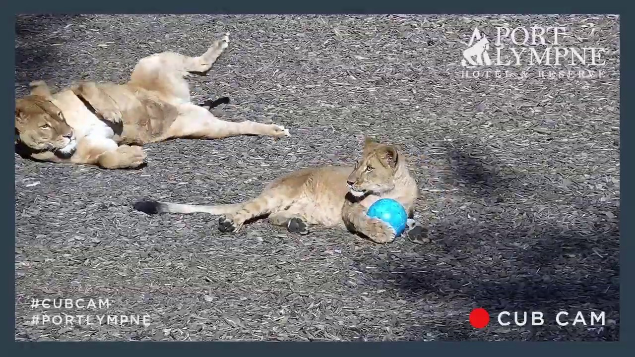Lion Cub Cam | Lion Pride Play With Boomer Balls And Enrichment