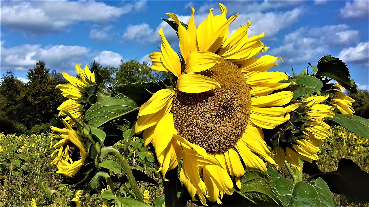 WALKING IN SURREY | CHIDDINGFOLD | GUNSHOTS | OLD PUB | CIDER