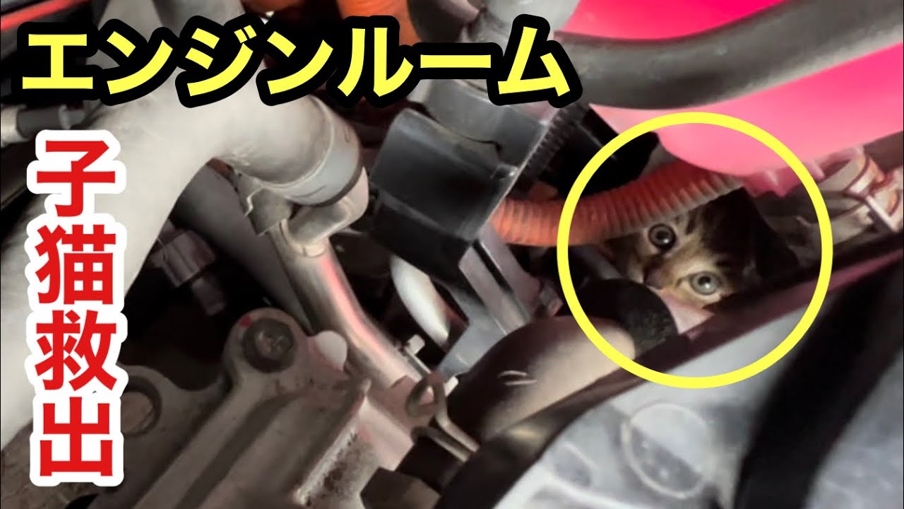 車のエンジンルームにいた野良の子猫を保護(救出)しました