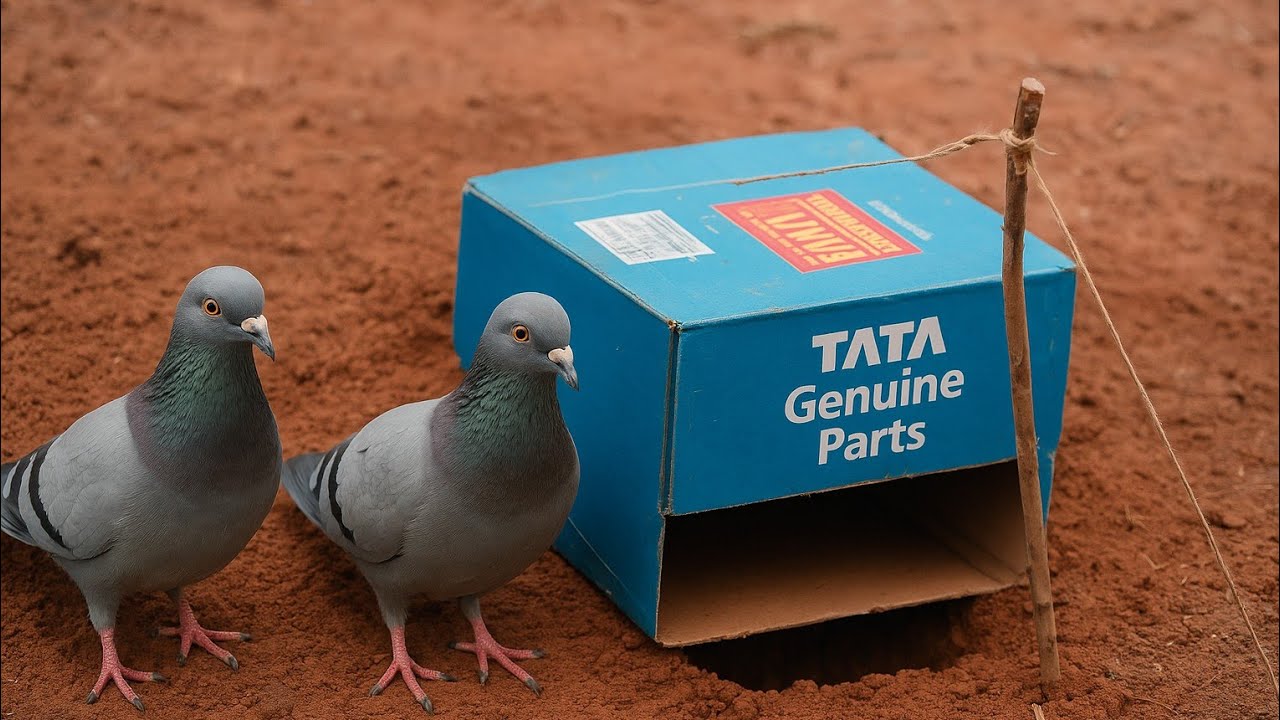 Easy way to make a bird trap from a cardboard box ✅