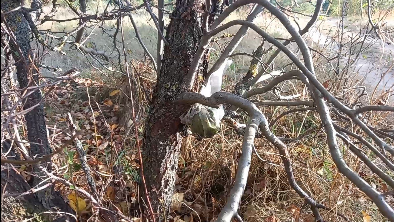 Odcinam odkład powietrzny na jabłoni